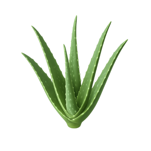 Aloe vera and kutaj — soothing plant ingredients supporting gut health, used in a cold drink for anothr making it a healthier drinks