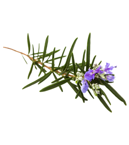 Ashwagandha and rosemary — adaptogenic and digestive herbs in Anothr drinks, another kind of coldrink