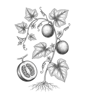 Monk Fruit